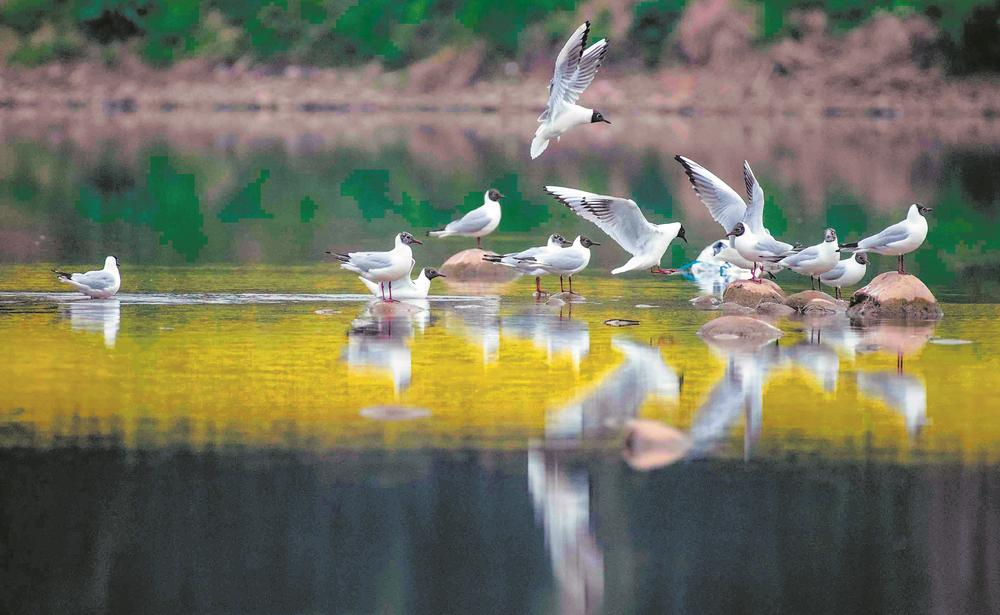 海鸥做客世园会分会场