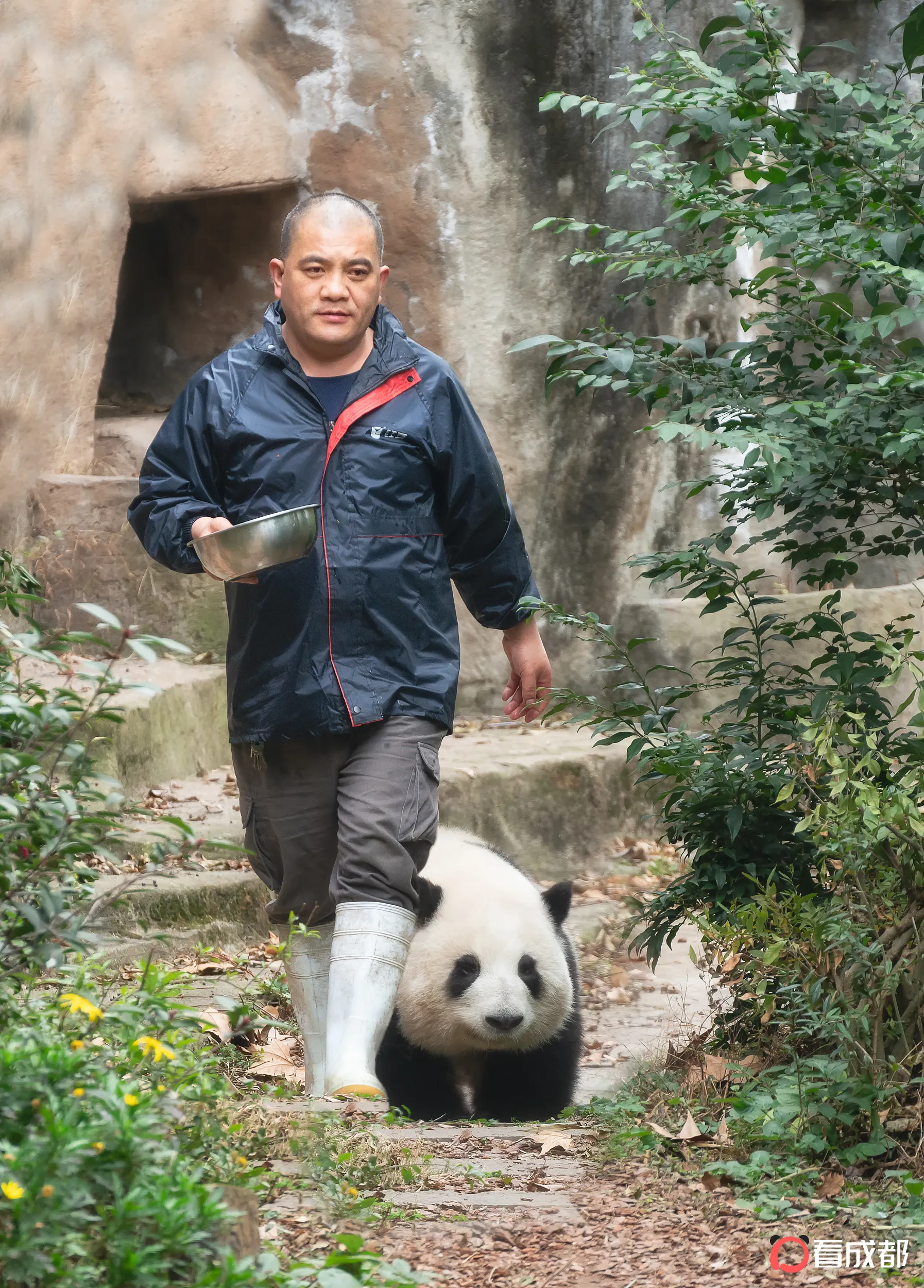 成都:大熊猫“花花”户外散步 悠闲自在