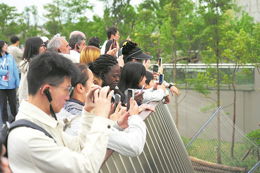 汤尤杯嘉宾走进大熊猫繁育研究基地 “以后还会带着家人一起来成都”