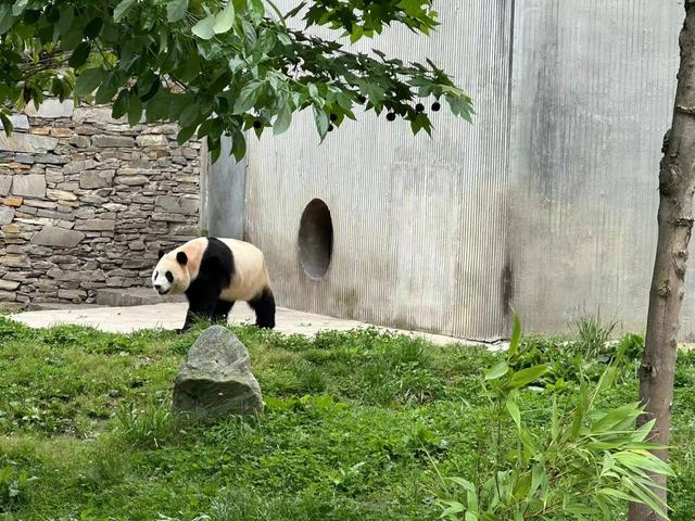 大熊猫“福宝”正式与公众见面