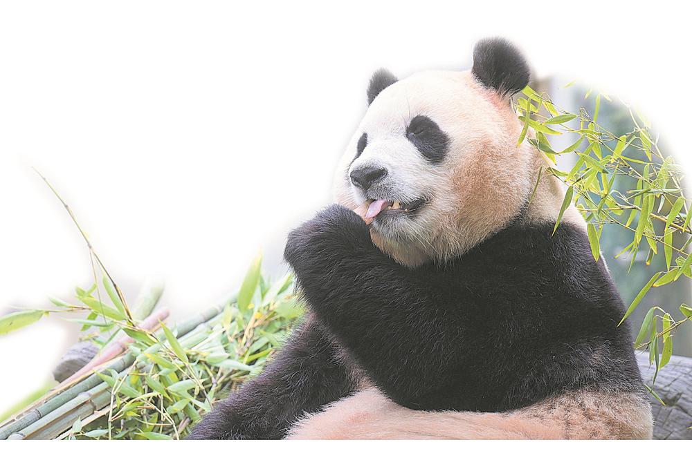 一饱眼“福” 大熊猫“福宝”与公众见面