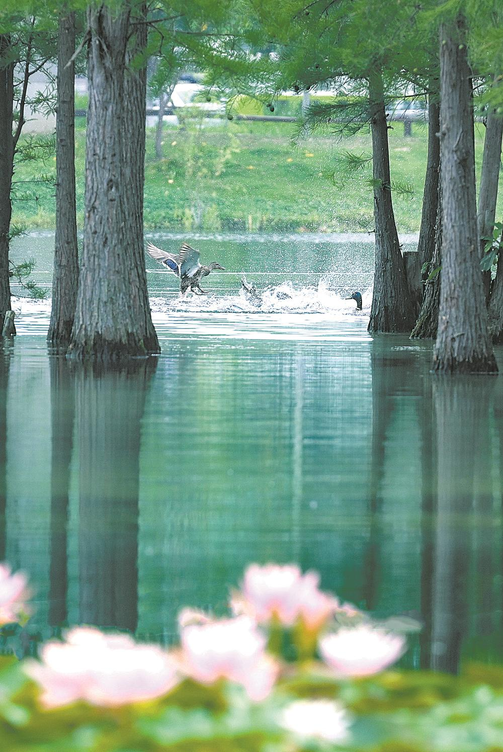 设置7个类别26项建设指标 到2027年 美丽成都建设取得重要进展