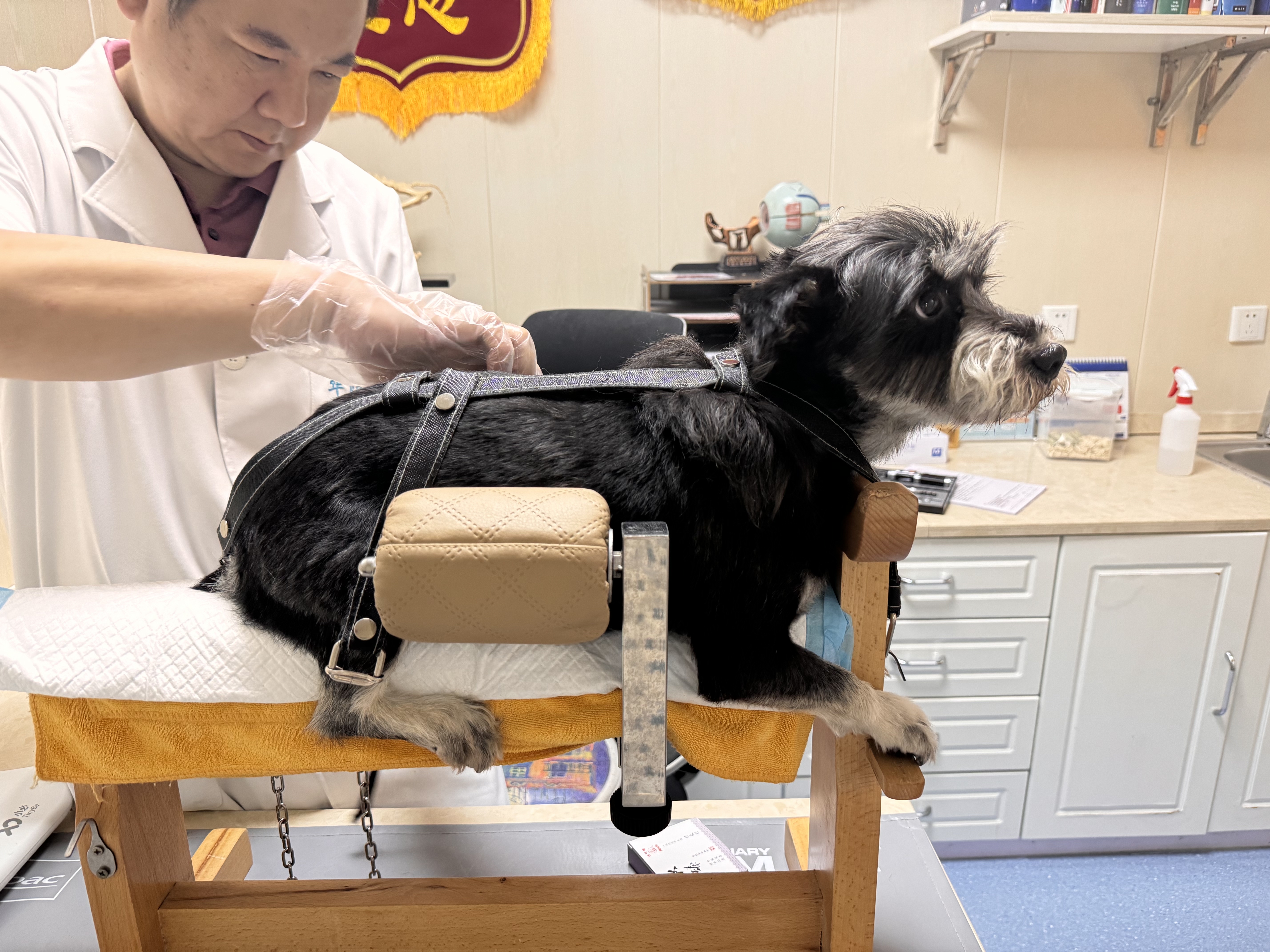 宠物看病中西医结合 成都宠物医院数量达1186家