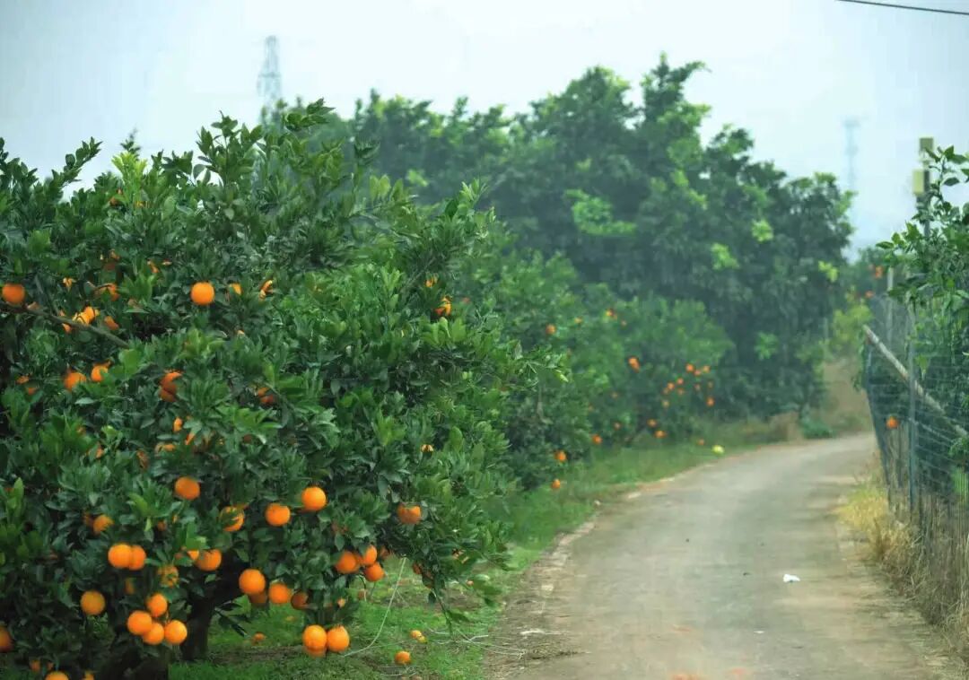 果果结满山!金堂这个村产业旺旺旺!