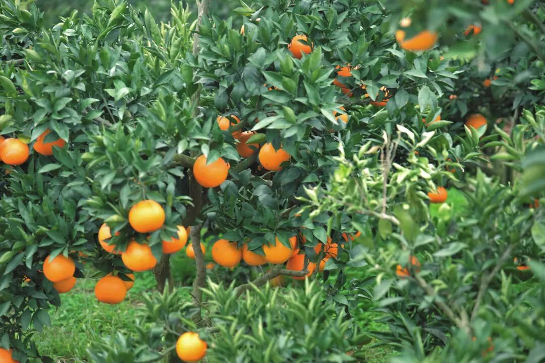 果果结满山!金堂这个村产业旺旺旺!