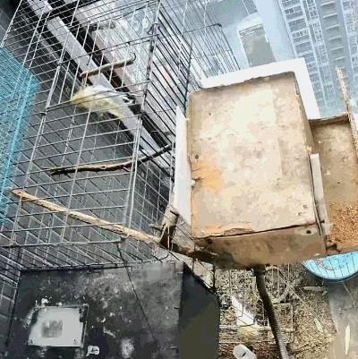 四川成都多地反映上午突发巨响，相关部门正核查来源