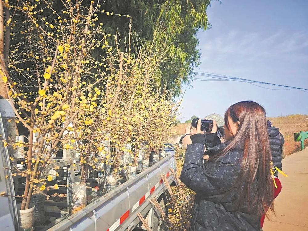 成都街头40%的蜡梅花枝来自这里