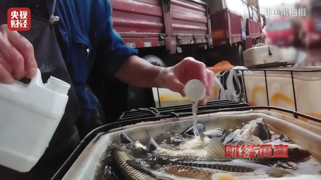 央视曝光：活鱼被人为麻醉流向餐桌，可能“喝过”工业酒精，为方便装卸、防止运输过程中掉鱼鳞